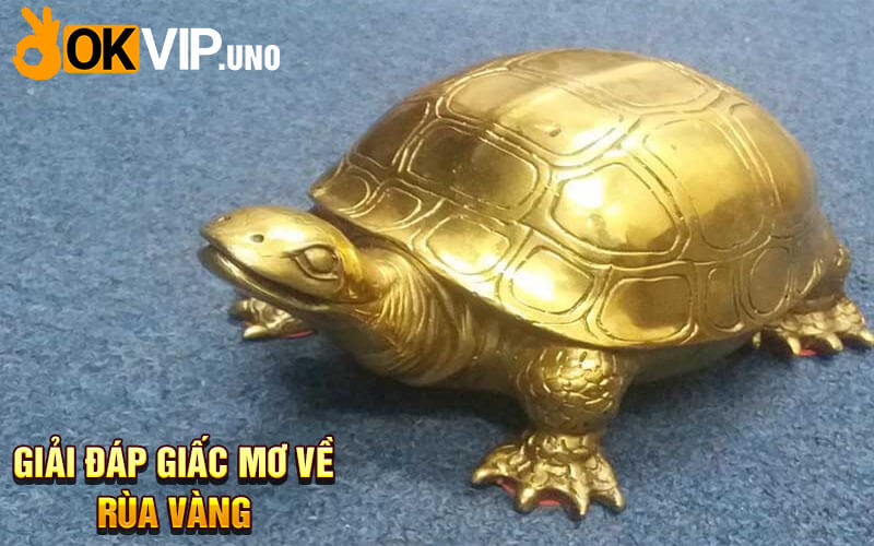 Nằm Mơ Thấy Rùa Vàng - Giải Đáp Giấc Mơ Từ Chuyên Gia 6 Giải đáp giấc mơ về rùa vàng